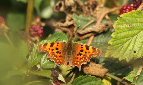 Comma Butterfly at Walthamstow Wetlands