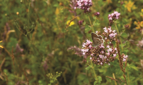 Brown argus butterfly on wild marjoram in a wildflower meadow