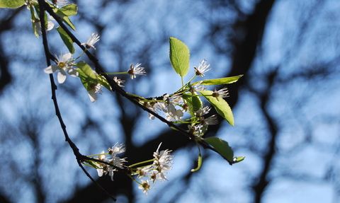 Blackthorn at Sydenham Hill Wood