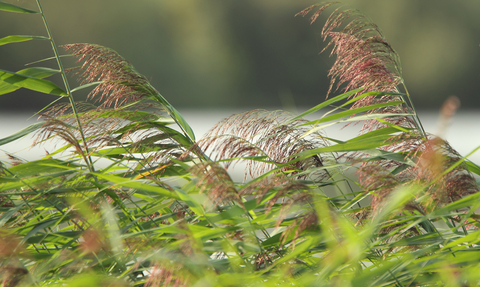 Walthamstow Wetlands reeds 