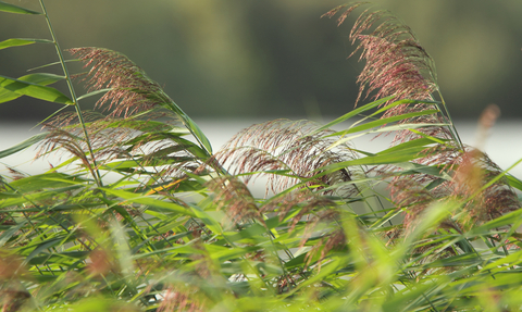 Walthamstow Wetlands reeds