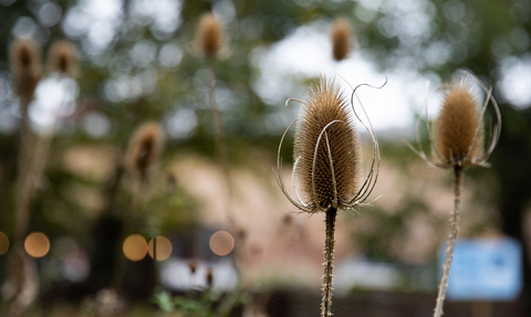 Teasel heads against a blurred backdrop of Camley Street Natural Prk
