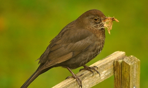 A blackbird, with dark brown feathers, stands on a wooden fence holding nesting material in its beak