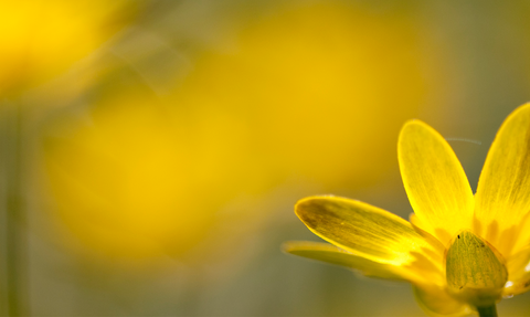 Senses of spring written on a background of a yellow lesser celandine flower