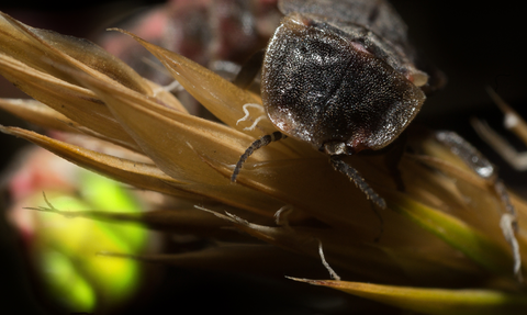 A female glow-worm on a plant, her body is dark and back end glowing a luminescent green. 