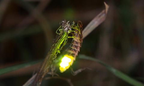 A glow-worm perched on some vegetation with its back end glowing bright yellow-green