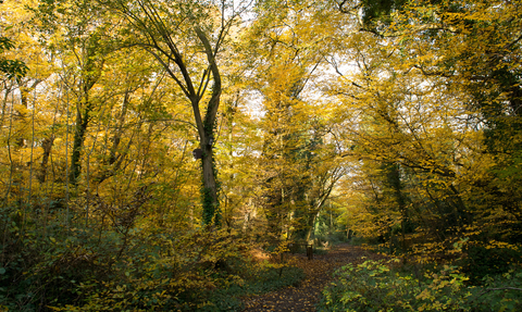 An autumnal woodland with trees with yellow leaves and a path going through with fall leaves on it
