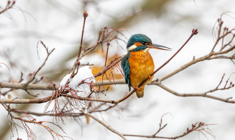 a kingfisher with a bright blue back and orange chest sits atop a frosted branch