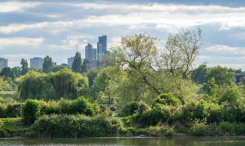 Walthamstow Wetlands, a sunny day with blue sky, the water of the reserve with an island of trees and shrubs within it, behind is further green landscape and the city scape of buildings.