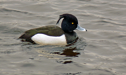 tufted duck with a black tufted head black back and white body