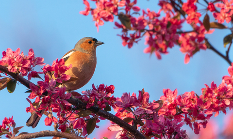 a chaffinch with a pinky red chest sat amongst pink blossom