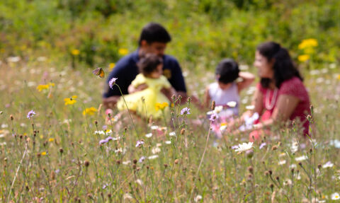 A family of two adults and two children enjoying a picnic in a wildflower meadow