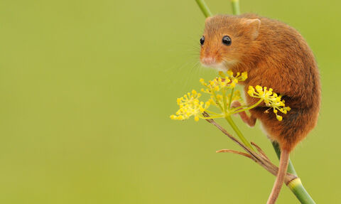 A harvest mouse crouched on a stem with a yellow flower