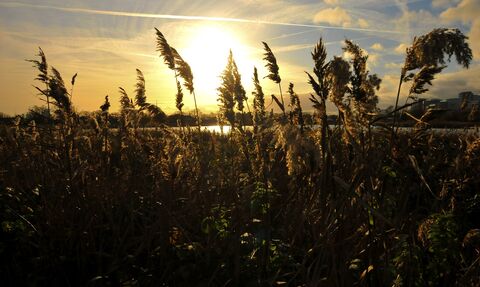 Ah autumn sunset at Woodberry Wetlands, looking through the reeds