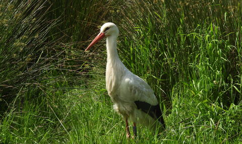 A white stork standing amongst green vegetation