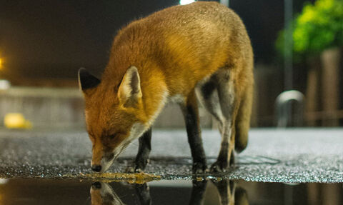 fox in the street at night
