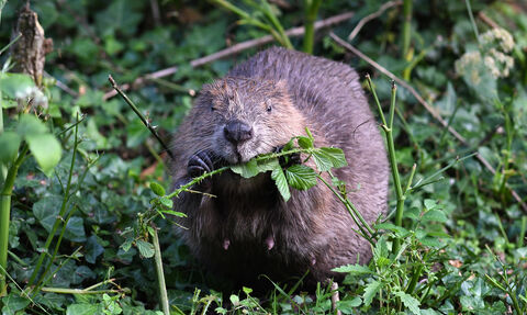 Beaver Eating - David Parkyn