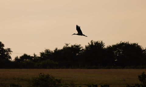 White stork silhouette in flight over the landscape
