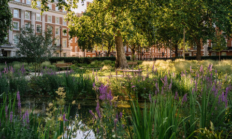the urban park pond at grosvenor square surrounded by purple wildflowers and tall grass, with benches, mature trees, and brick buildings in the background