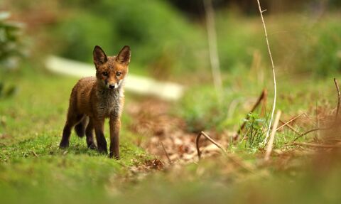 Fox cub