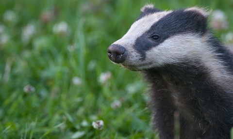 Badger 