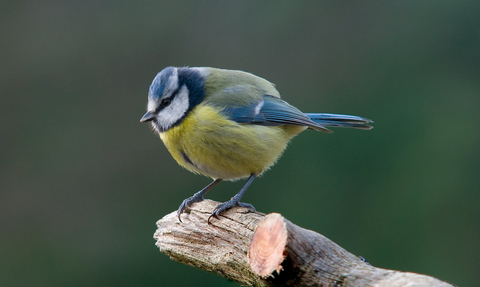 blue tit