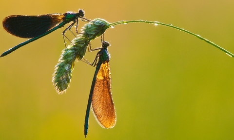 Beautiful demoiselle (Calopteryx virgo)