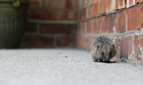 Hedgehog 