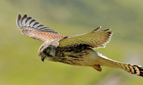 Kestrel hovering 