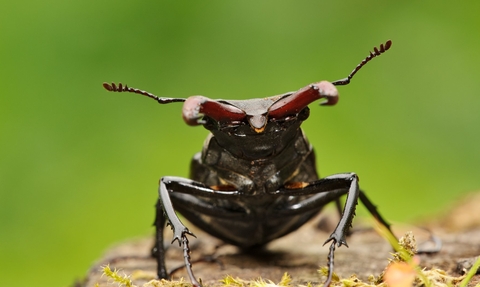 Stag Beetle 