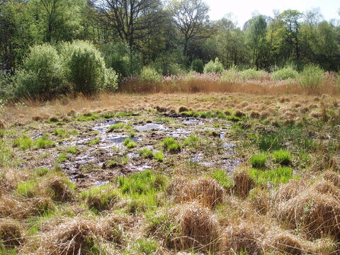 Celebrating International Bog Day with Keeping it Wild Trainee Martina ...