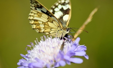 Marbled white butterfly 