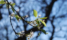 Blackthorn at Sydenham Hill Wood