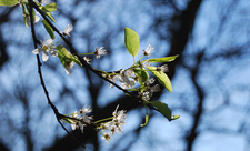 Blackthorn at Sydenham Hill Wood