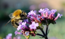 Common carder bumblebee 