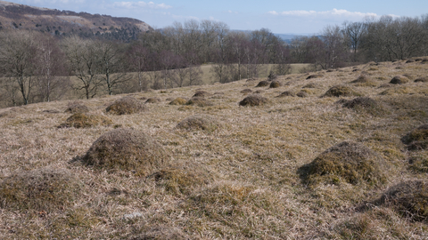 Upland calcareous grassland