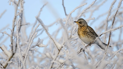 Fieldfare