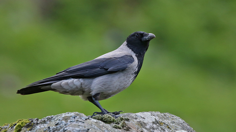 Hooded Crow