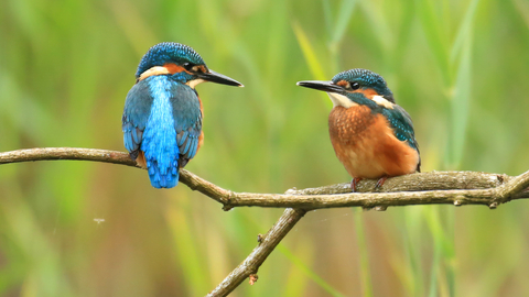 Kingfishers