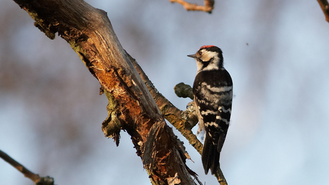 Lesser spotted woodpecker  London Wildlife Trust