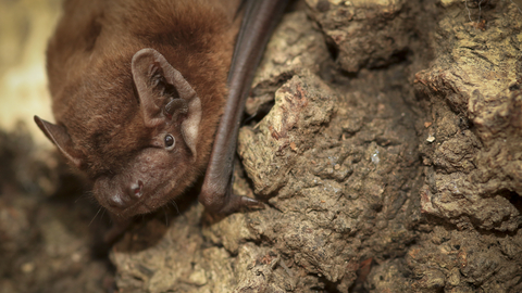 Noctule bat