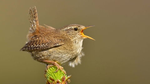 Wren