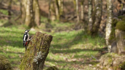 Great spotted woodpecker