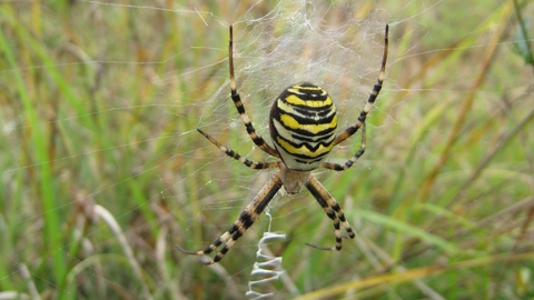 Wasp Spider