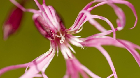 Ragged-Robin