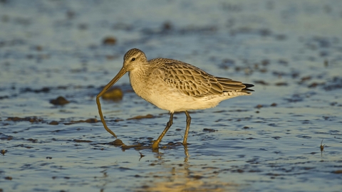 Bar-tailed Godwit