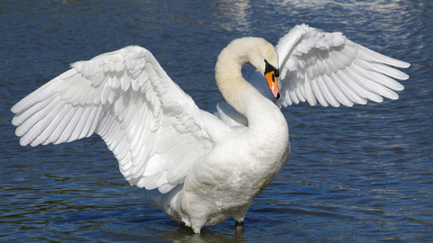 Mute Swan