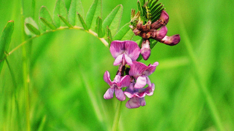 Bush Vetch