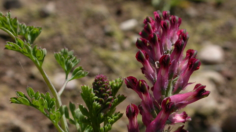 Common Fumitory