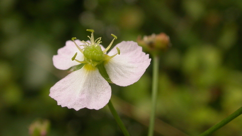 Water-plantain